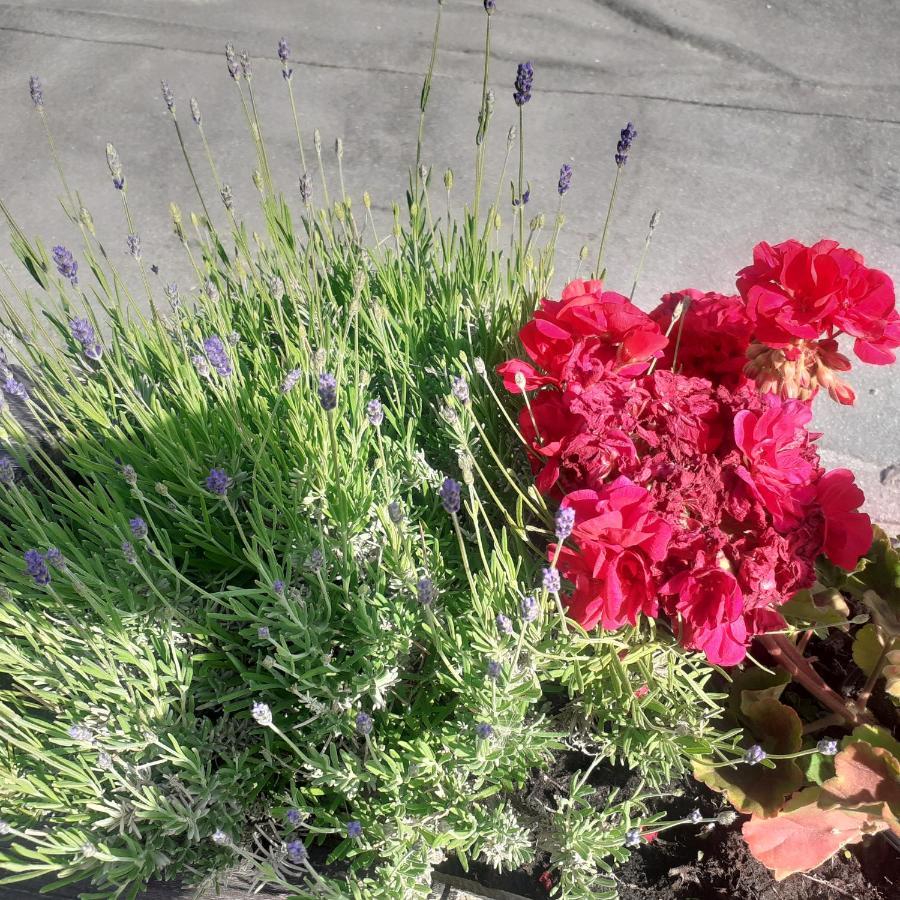 Appartamento Signorile Con Giardino Аоста Экстерьер фото
